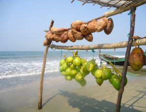 
Green and brown coconuts hanging from a bamboo frame on St. Martin’s Island beach, with sea waves and a wooden boat in the background.