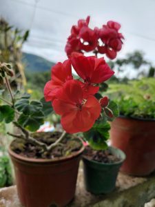 Red flowers growing in a pot on a balcony, surrounded by rounded green leaves, with other pots and natural vegetation in the background.