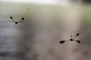 Two Damselflies are captured in-flight against a blurred background mixed with gray, brown and green tone. Due to the sunlight is in front of the damselflies, they are showing more as silhouette on their head, body and tip of the wings. Most part of their wings are semi-transparent so the background tone can been seen through the wings.