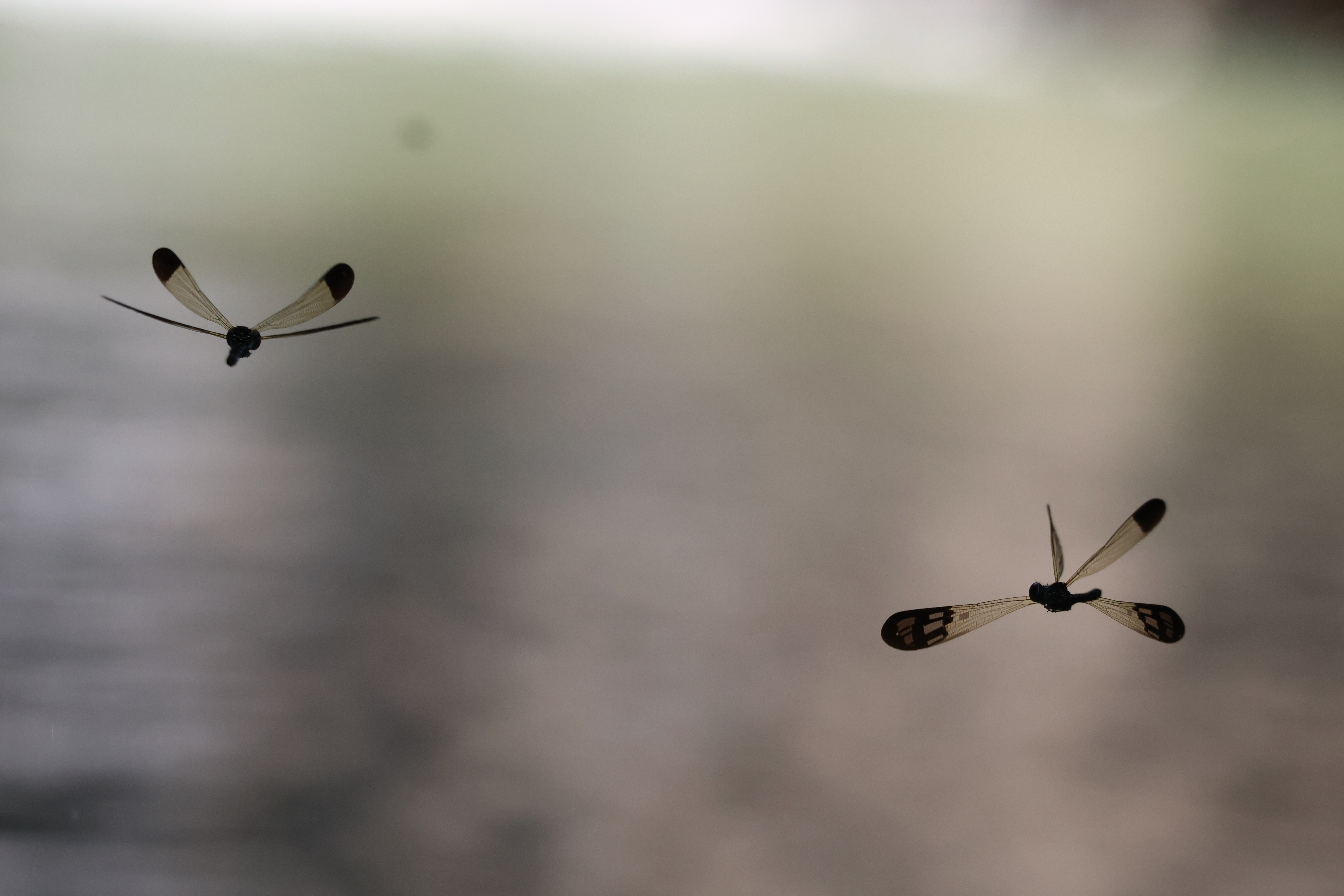 Two Damselflies are captured in-flight against a blurred background mixed with gray, brown and green tone. Due to the sunlight is in front of the damselflies, they are showing more as silhouette on their head, body and tip of the wings. Most part of their wings are semi-transparent so the background tone can been seen through the wings.