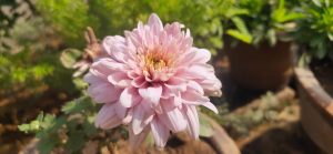 A close-up shot of light pink chrysanthemum flowers with vibrant yellow centers blooming on leafy green stems.
