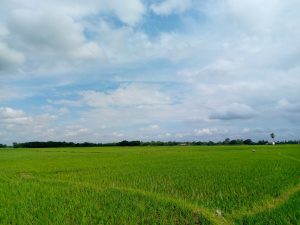A wide green rice paddy field stretching toward a distant tree line beneath a blue sky filled with scattered white and gray clouds.